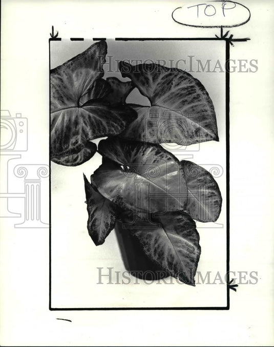 1985 Press Photo Nephthytis - Historic Images