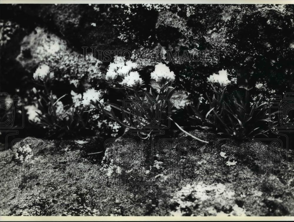 1994 Press Photo The rare small head goldweed - Historic Images