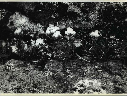 1994 Press Photo The rare small head goldweed - Historic Images