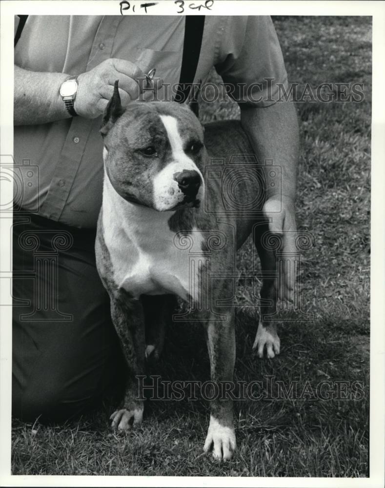 1987 Press Photo American Staffordshire Terrier - Historic Images