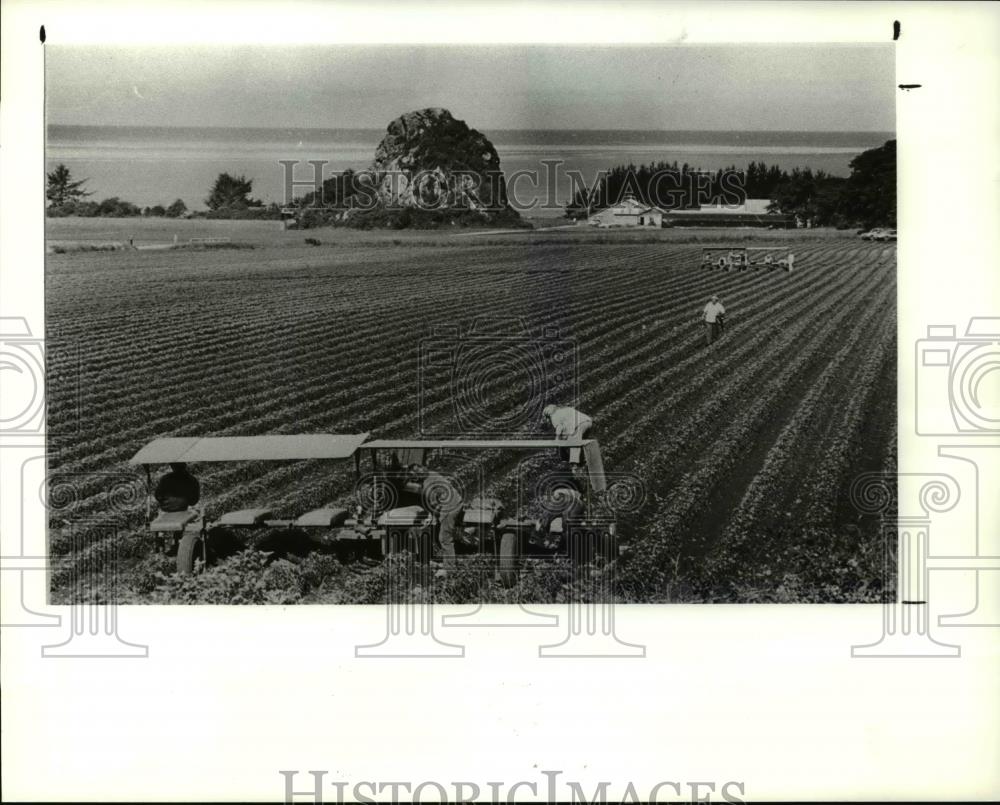 1990 Press Photo Lilies - Historic Images