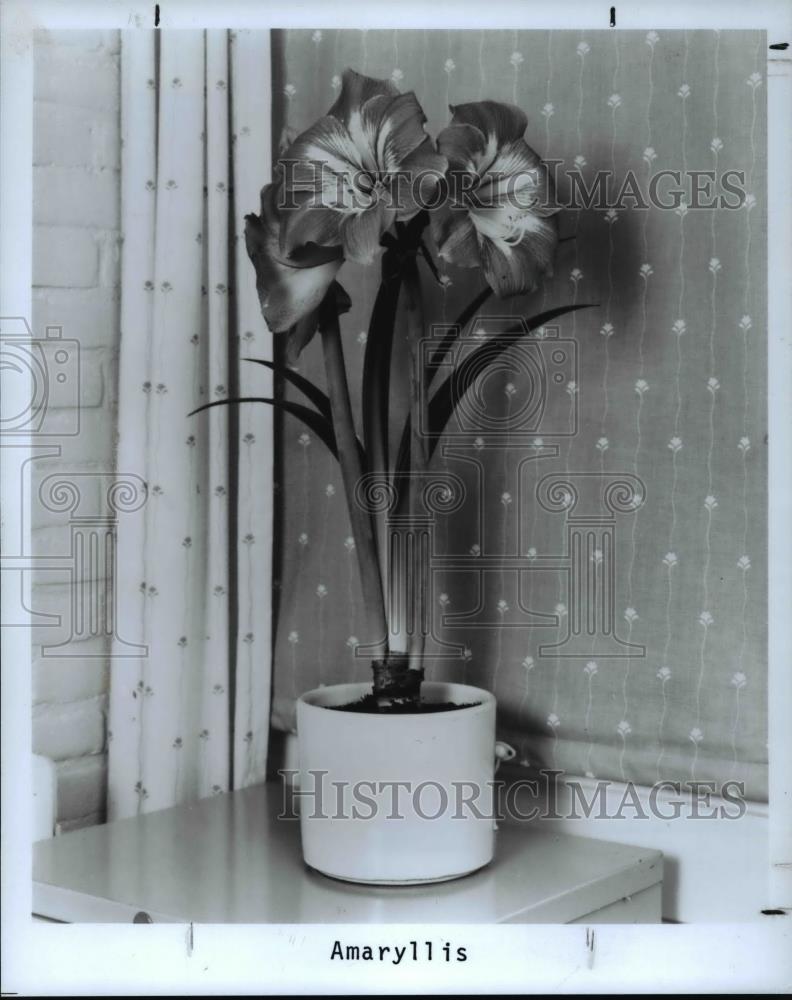 1988 Press Photo Flowers Amaryllis - Historic Images