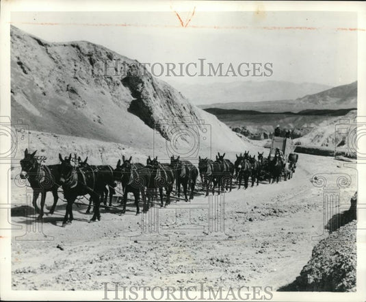 Press Photo The horses with the carriage in California - Historic Images