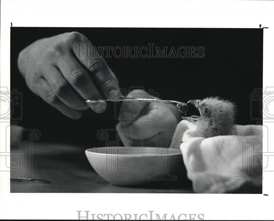 1991 Press Photo The newly hatched egg is hand feed by Harvey Webster - Historic Images