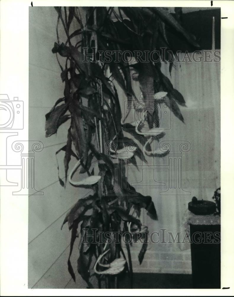 1990 Press Photo Night Blooming Cereus - Historic Images