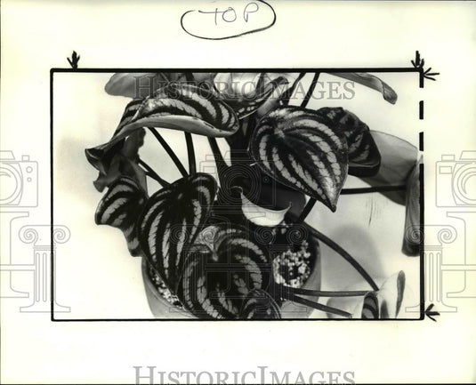 1985 Press Photo Peperomia Plants - Historic Images
