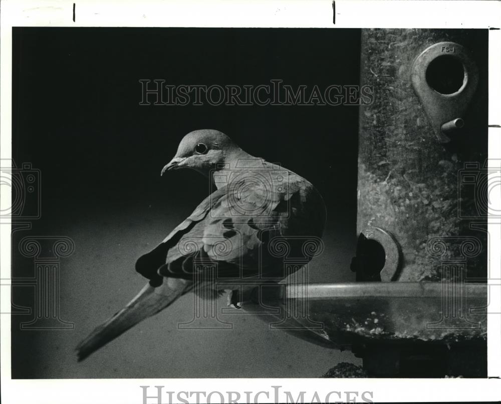 1990 Press Photo Morning dove at Garfield Park - Historic Images