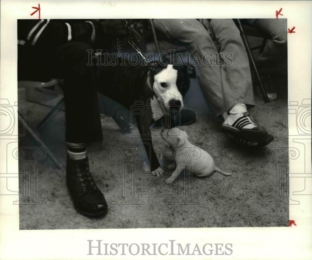 1981 Press Photo The dogs at the free Animal Clinic - Historic Images