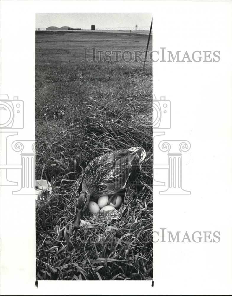 1984 Press Photo Duck guards nest - Historic Images