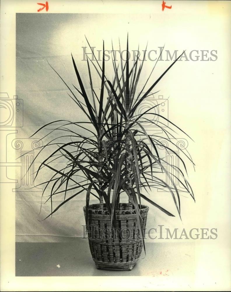 Press Photo Dracaena Marguiata - Historic Images