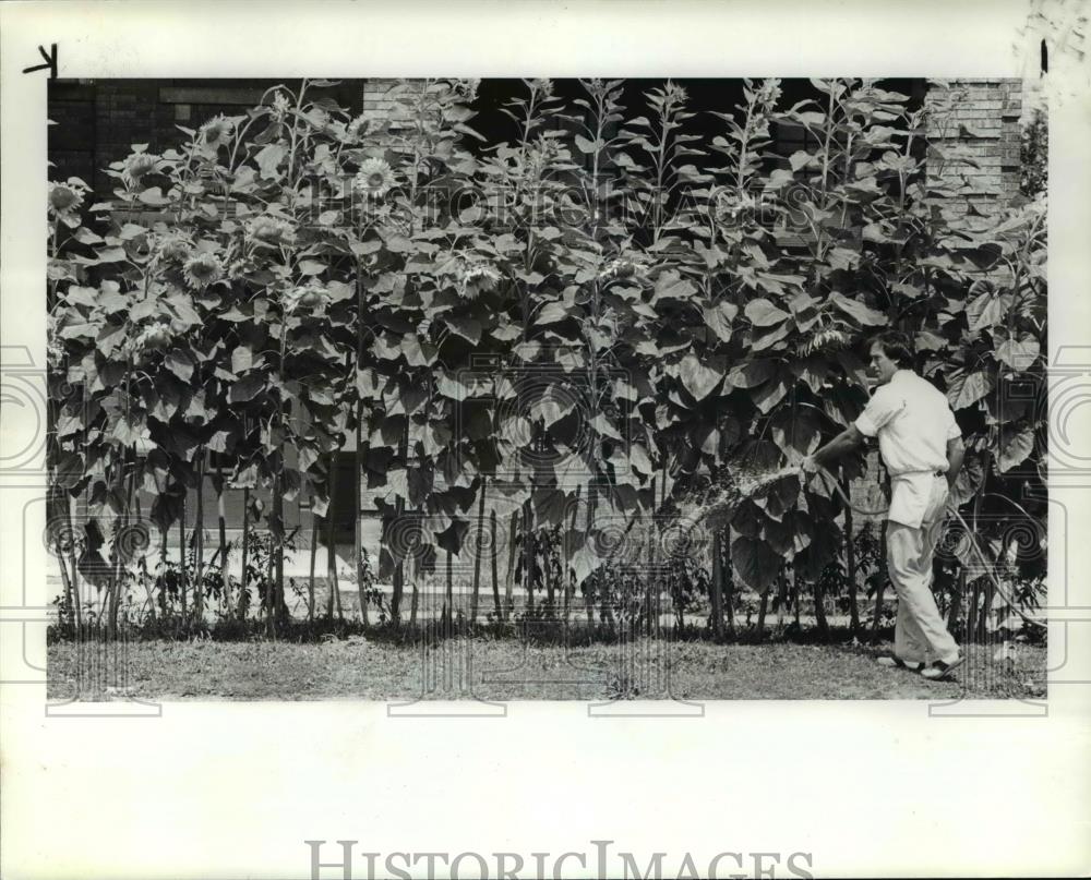 1985 Press Photo David Gauchat waters his tree lawn covered with Sun Flowers. - Historic Images