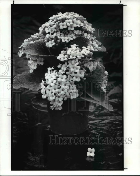 1989 Press Photo Mikkelsens -- Ashtabula; Kalanchoe--plant type -- forty-niner - Historic Images