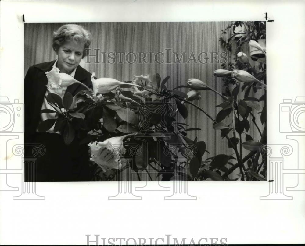 1989 Press Photo Solandra Flowers at Kay fuller and Plant - Historic Images