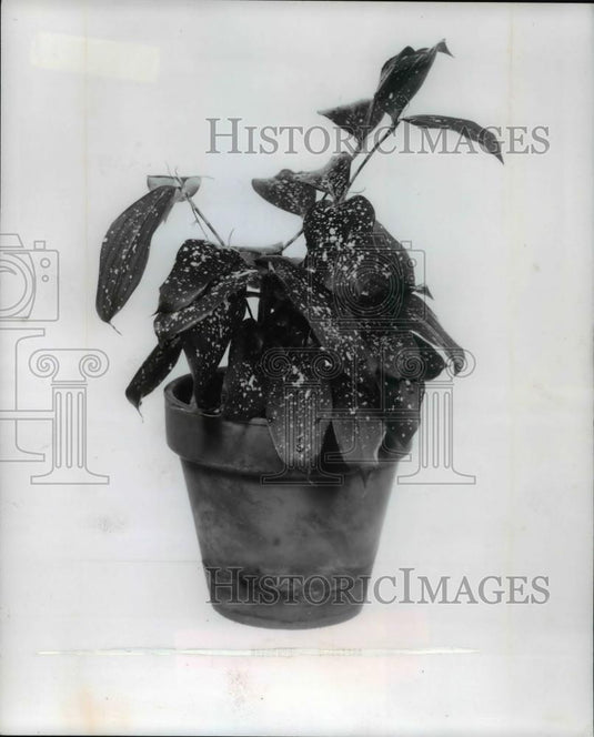 1977 Press Photo Dracaena Godseffiana - Historic Images