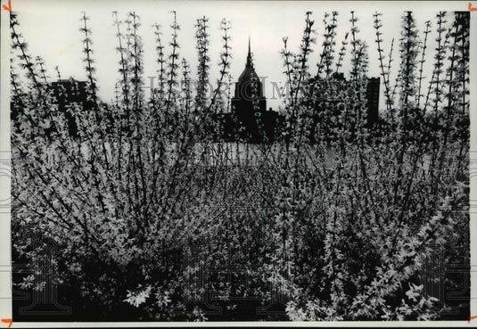 1977 Press Photo The forsythia in bloom at the art museum - Historic Images