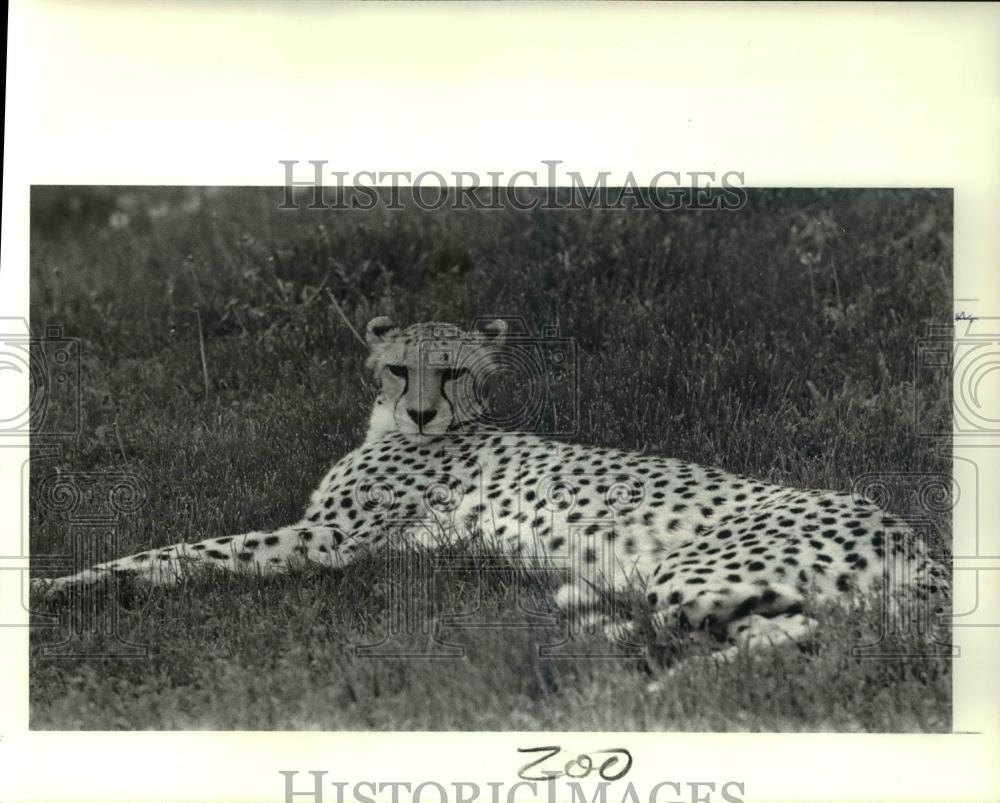 1988 Press Photo One of the two cheetahs relaxes under the sun - Historic Images