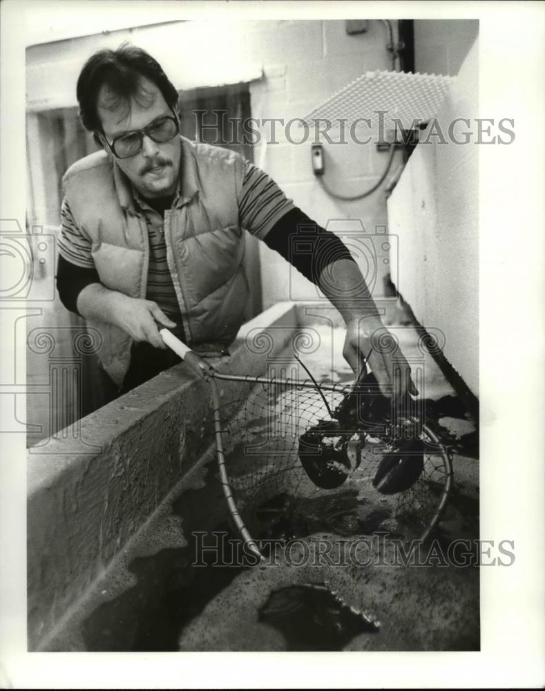 1986 Press Photo Lobster - Historic Images