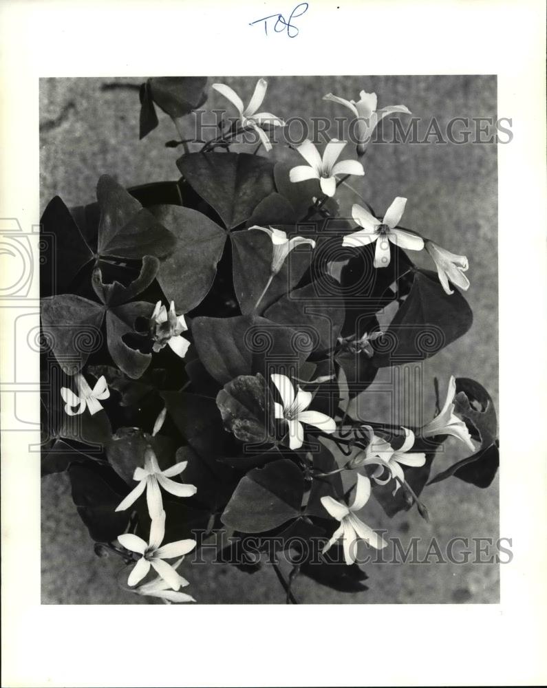 1985 Press Photo The oxalis in the Gales garden - Historic Images