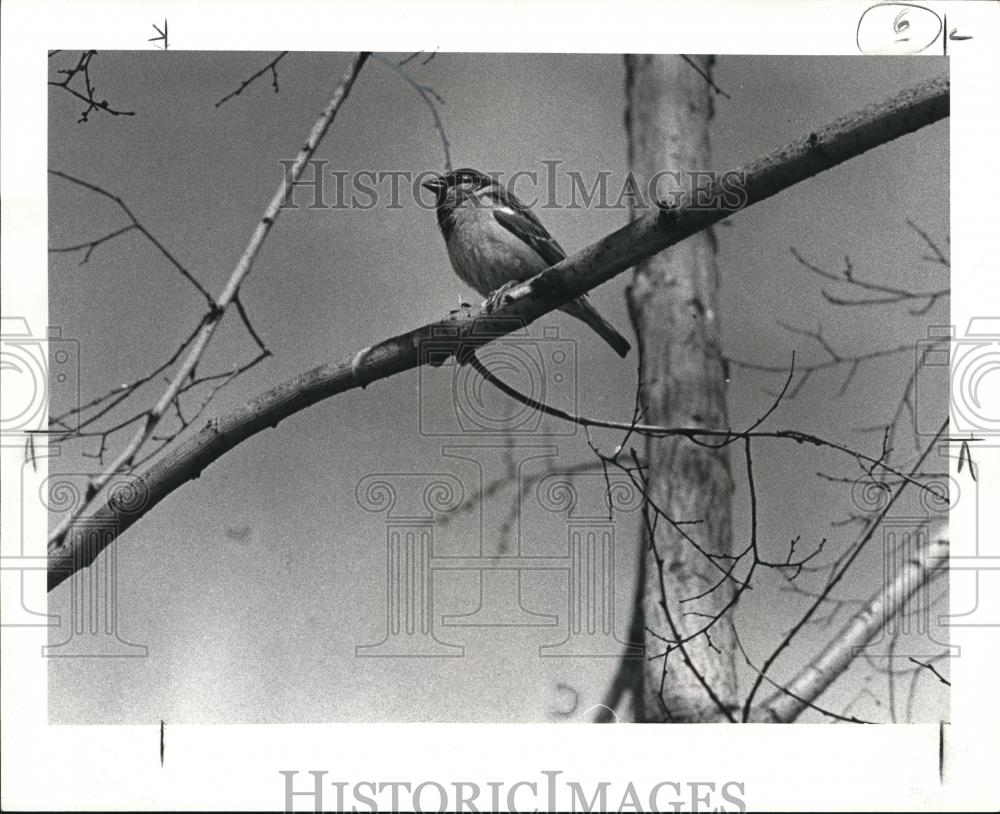 1982 Press Photo Holden Arboretum, English Sparrow - Historic Images