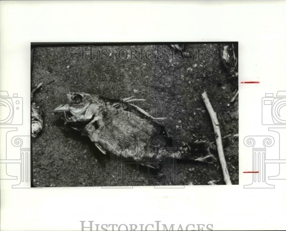 1986 Press Photo The dead fish - Historic Images
