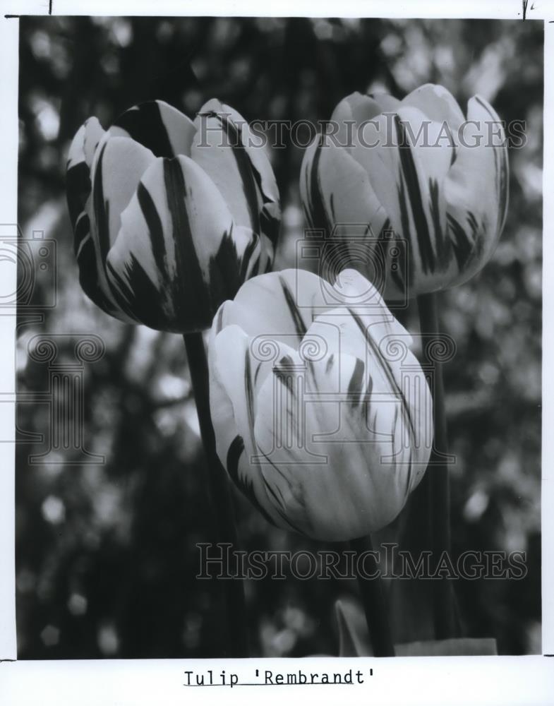 1986 Press Photo The tulip flowers - Historic Images