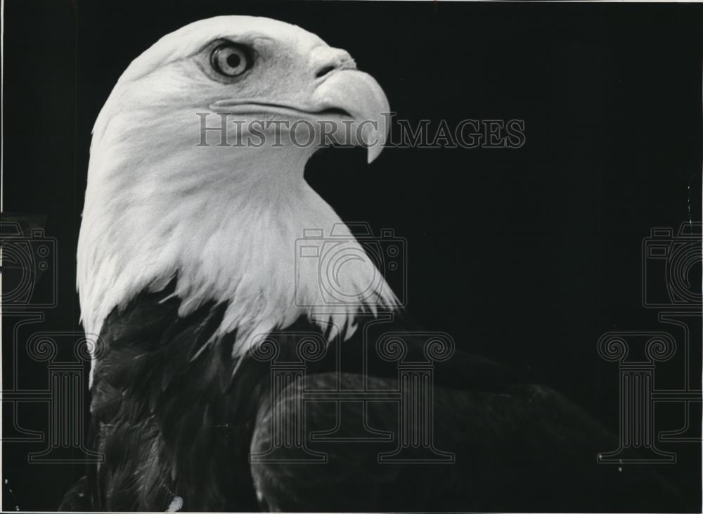 1978 Press Photo American Bald Eagle bird - Historic Images