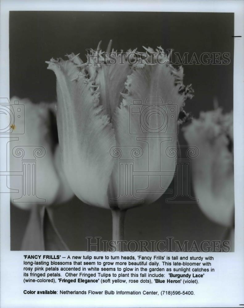 1993 Press Photo Flowers and Plants, Tulips "Fancy Frills" is tall and sturdy - Historic Images
