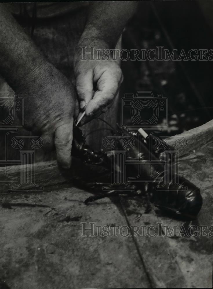 1982 Press Photo Lobster industry - Historic Images