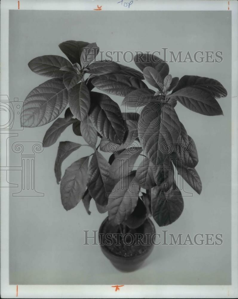 1978 Press Photo Avocado Plant - Historic Images