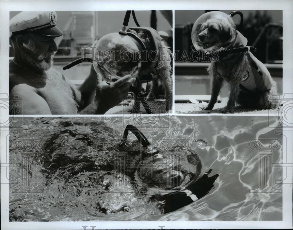 1982 Press Photo Benji With Frank Inn Benji Takes A Dive - cvp55876 - Historic Images