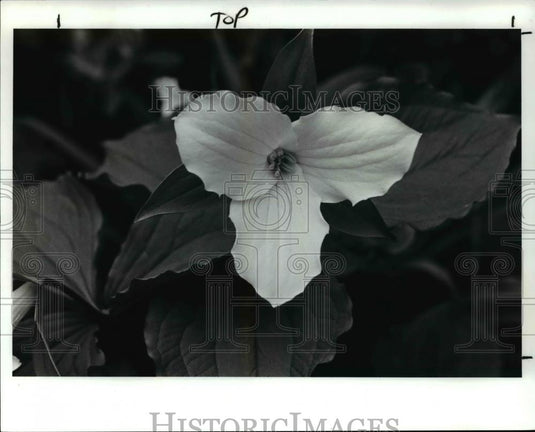 1989 Press Photo Flowers at 31649 Trillium Tr. Peper Pike - Historic Images