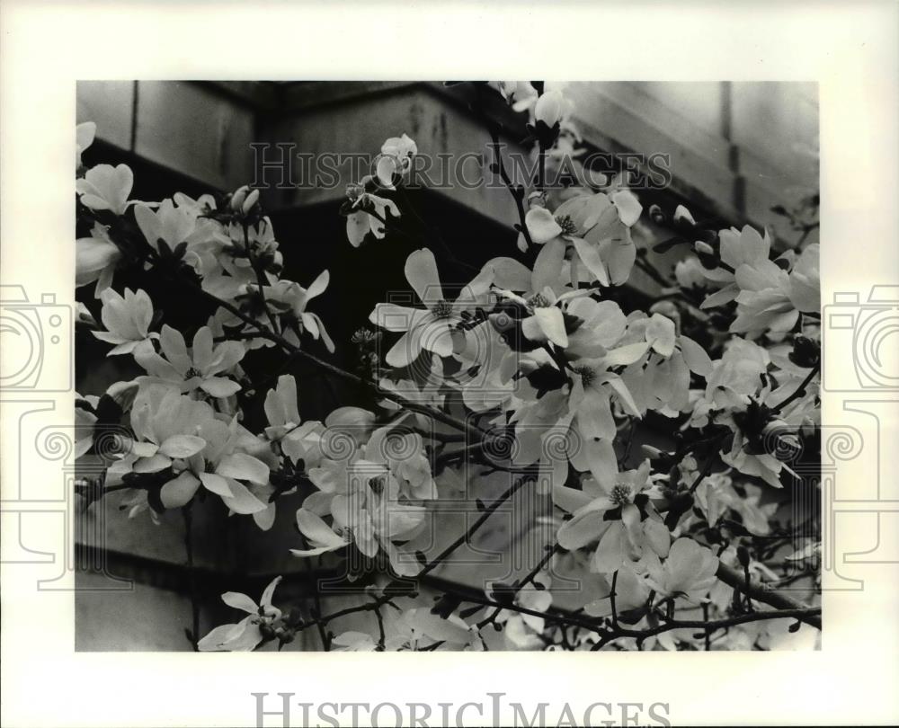 1985 Press Photo The variety of flowers in bloom - 430 - Historic Images