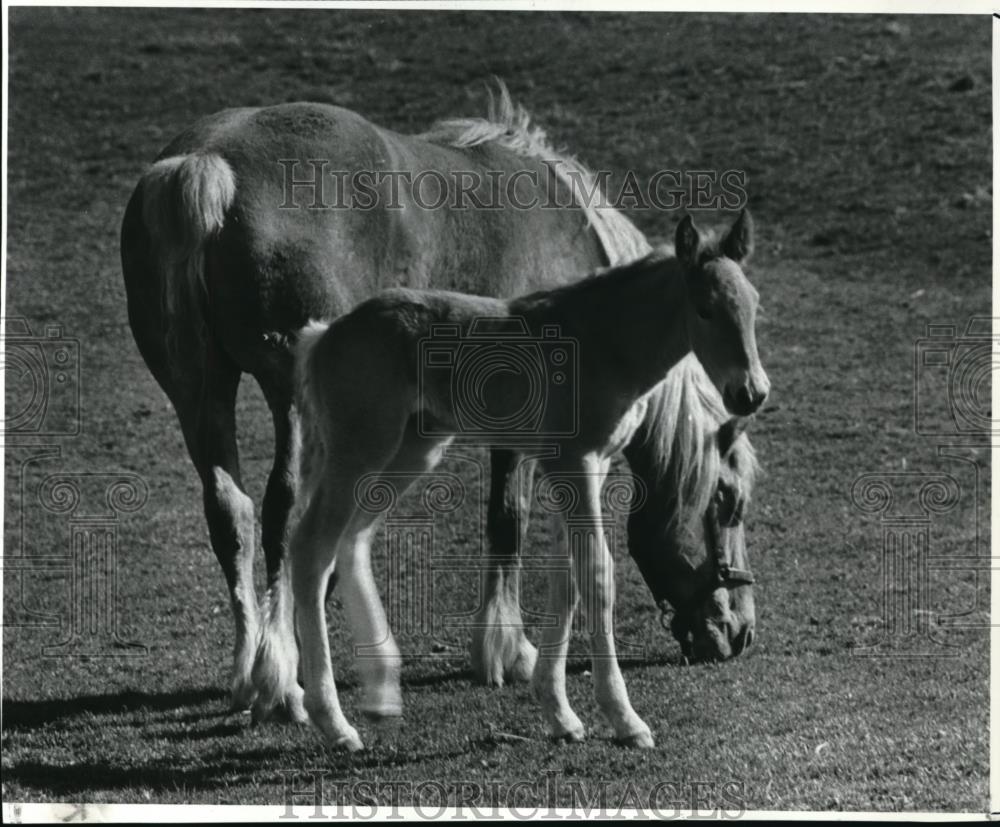 1982 Press Photo A Mare and her foal - Historic Images