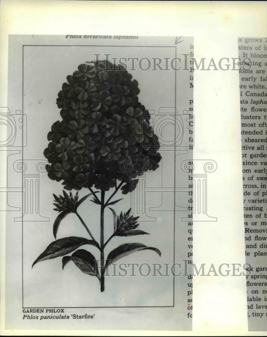 1979 Press Photo Phlox Panicula Starfire flowers - Historic Images