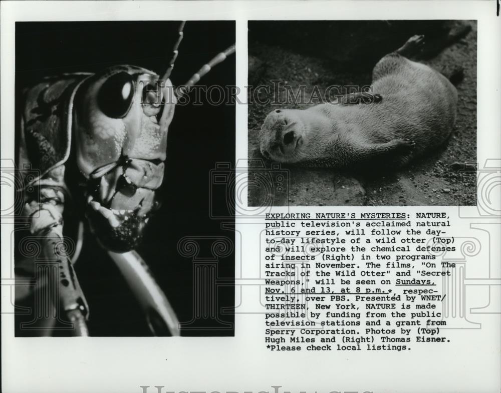 1984 Press Photo On the Tracks of the Wild Otter and Secret Weapons - Historic Images