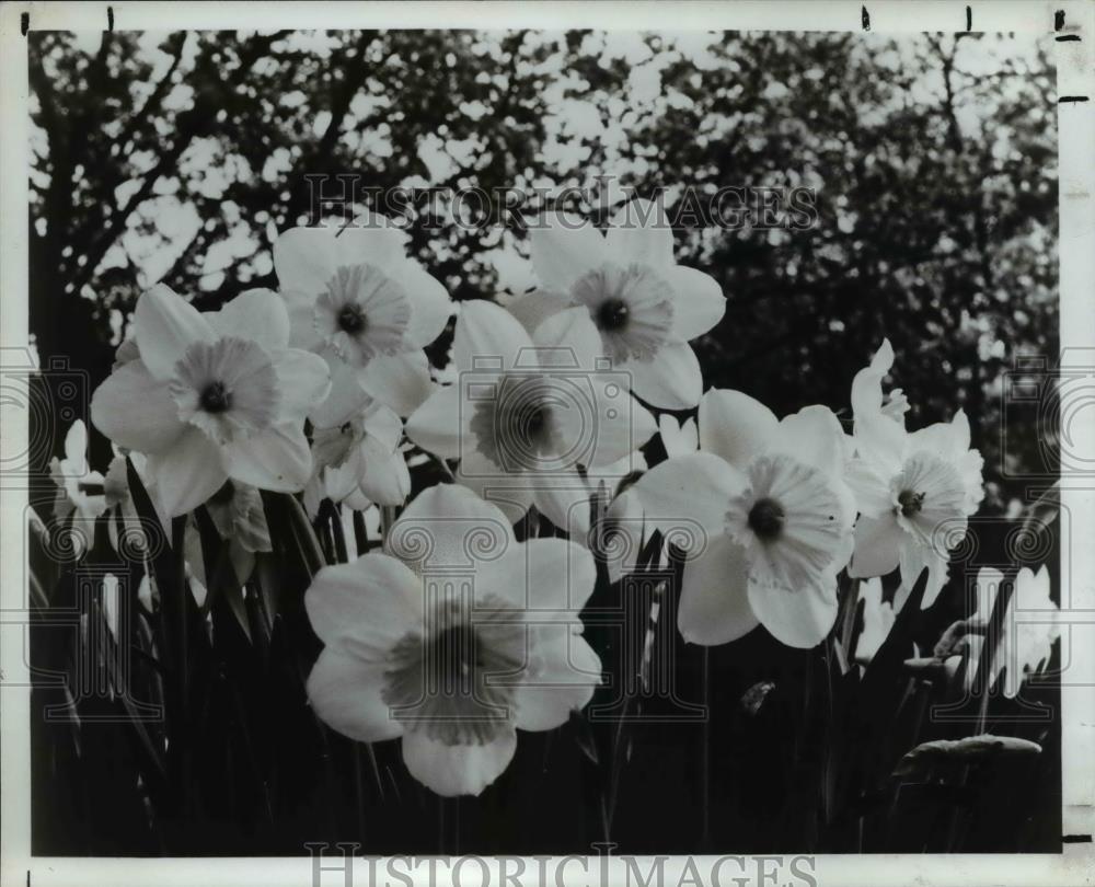 1986 Press Photo Flowers &amp; Plants - Daffodils - Historic Images