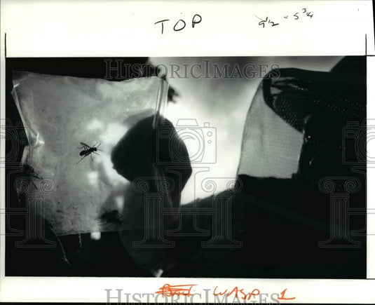 1991 Press Photo Charvat bags the wasps to transport them - Historic Images