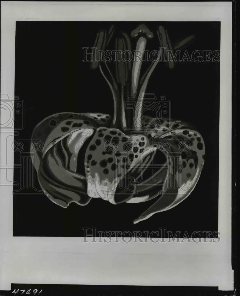 1980 Press Photo Lily-73 by Lowell Nesbitt, American, Aquatint - Historic Images