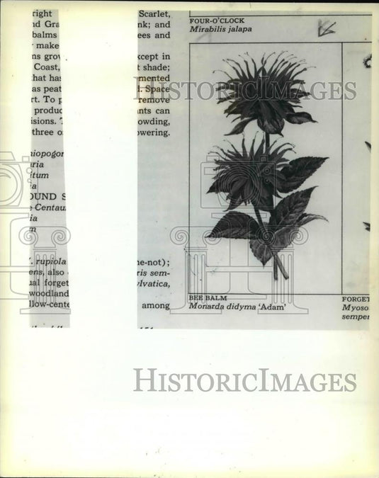 1979 Press Photo The Beer balm or the Monarda Didyma Adam - Historic Images