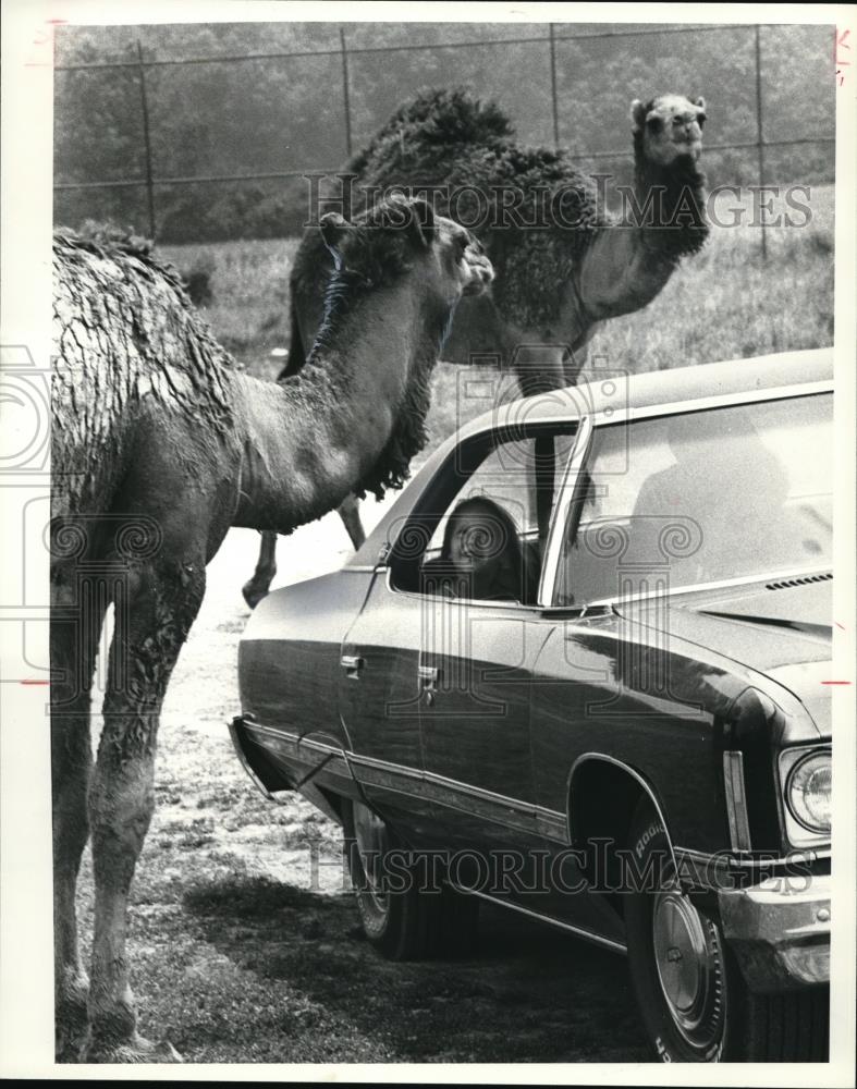 1981 Press Photo African Lion Safari Amusement Parks at Port Clinton Ohio. - Historic Images