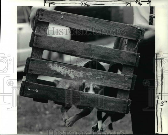 1990 Press Photo Samuel Byler told by father to sell puppies to Jo Jo O Neill - Historic Images