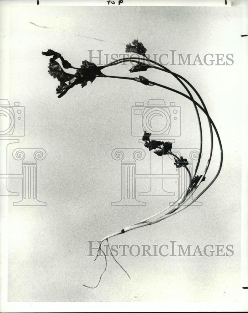 1987 Press Photo Cilantro Herbs - Historic Images