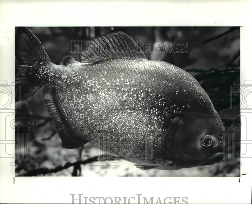 1986 Press Photo The dangerous piranha - Historic Images