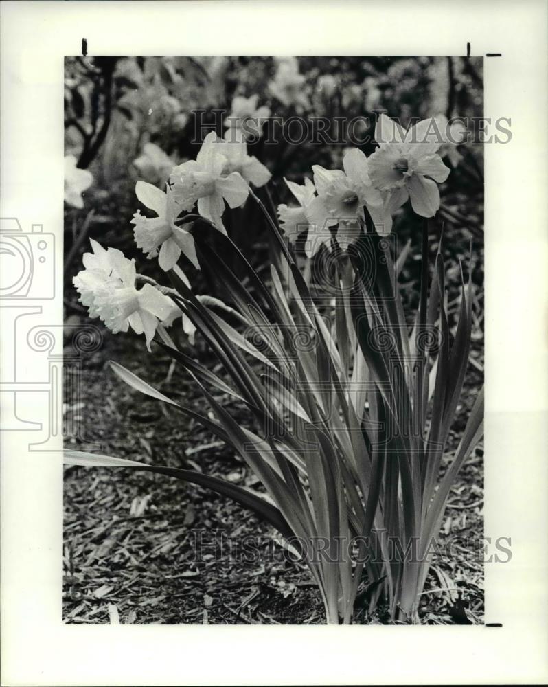 1985 Press Photo Close-up of wildflowers daffodils - Historic Images