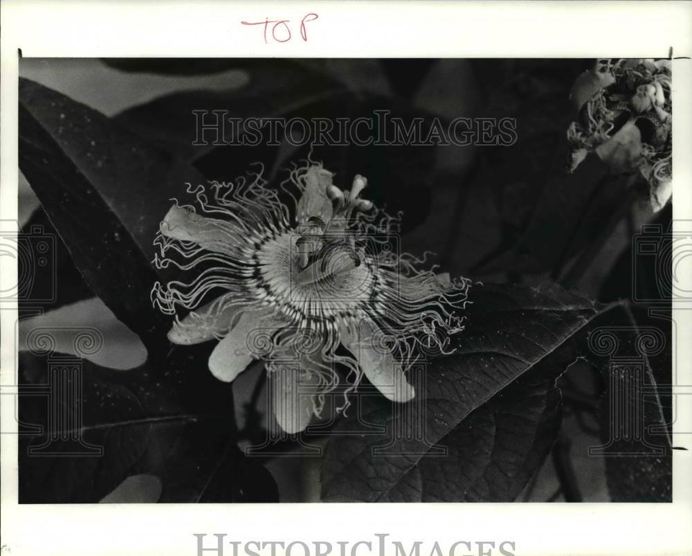 1985 Press Photo Passion Flower Blossom - Historic Images