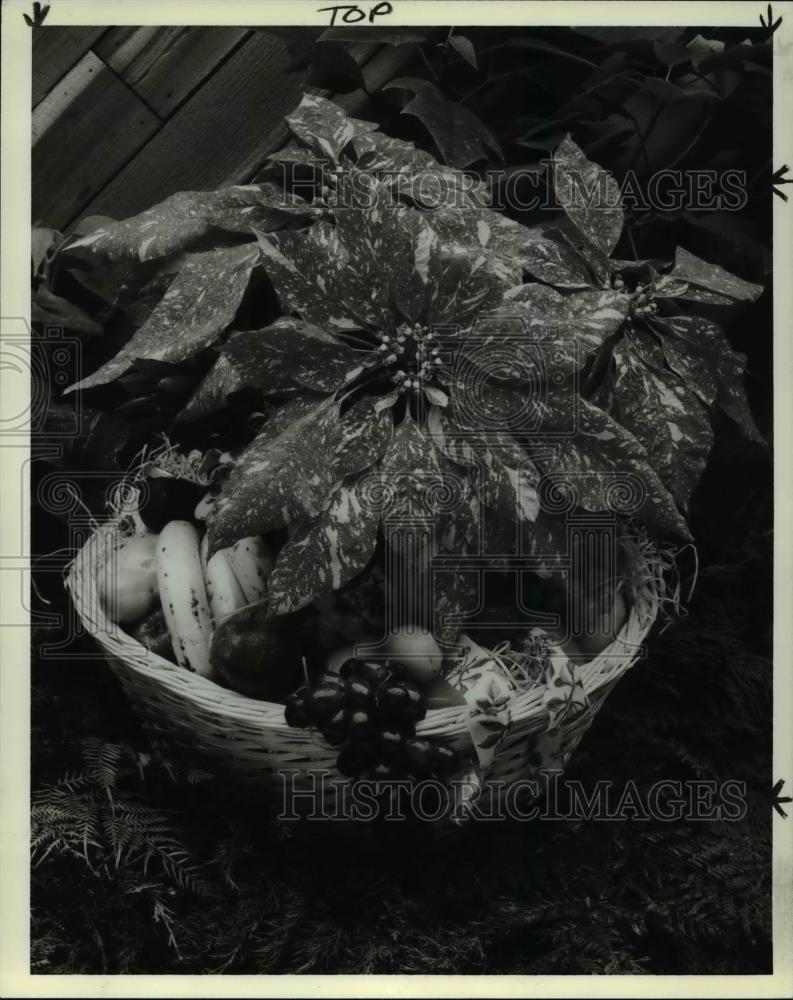 1984 Press Photo Jingle Bell Poinsettias - Historic Images