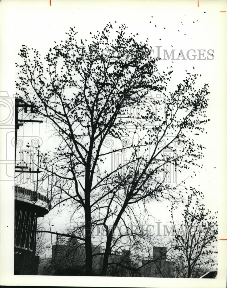 1978 Press Photo The trees near W. 3rd Street and Front Avenue. - Historic Images