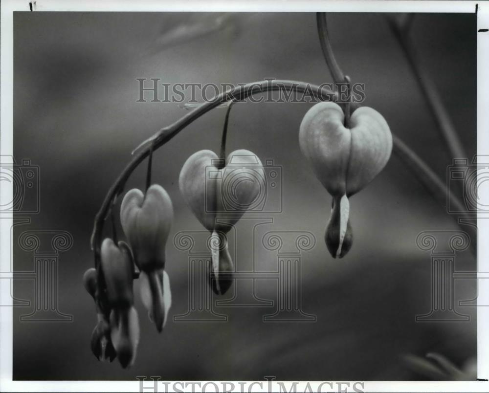 1990 Press Photo Bleeding Heart flowers blooming - Historic Images