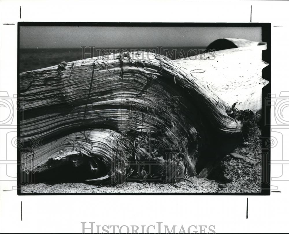 1989 Press Photo An old driftwood - Historic Images