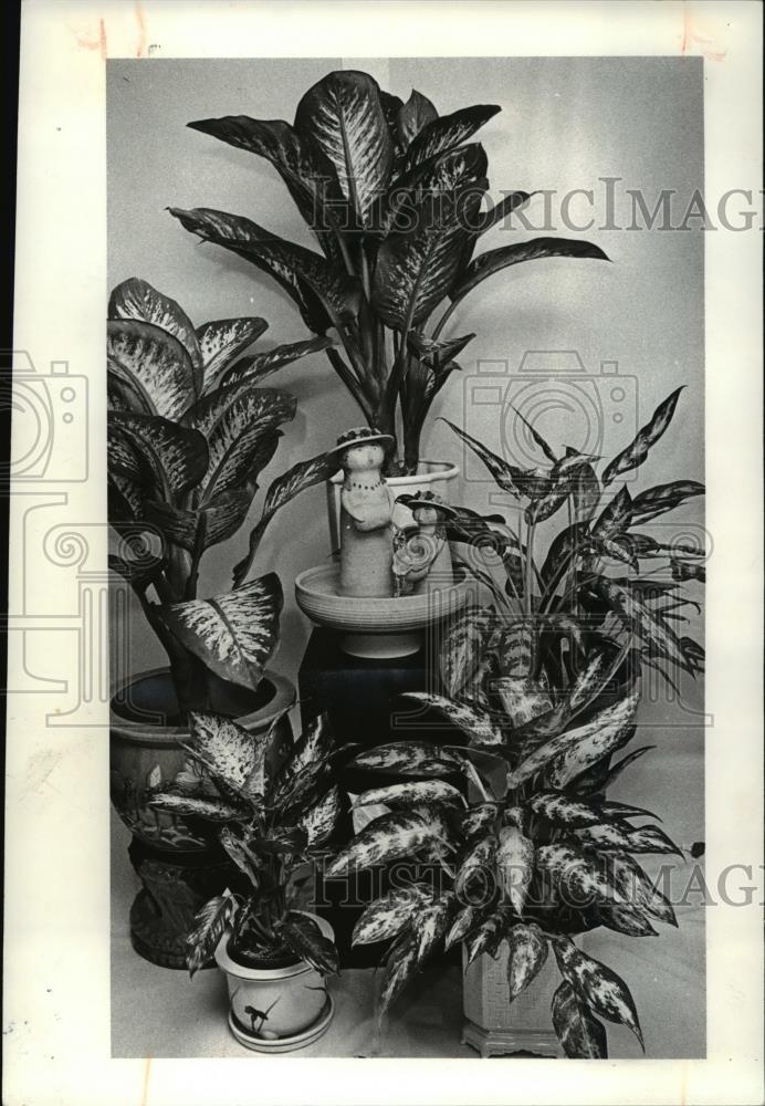 1980 Press Photo Flowers &amp; plants Dieffenbachia - Historic Images